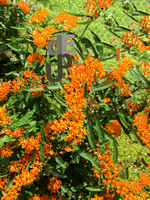 orangeflowerlogo3