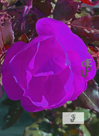 Purple FlowerLogo