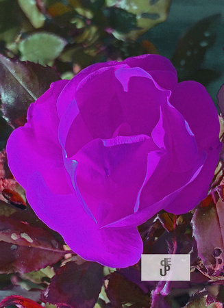 PurplecolorFlip