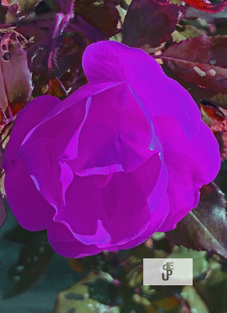PurplecolorCreate