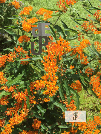 orangeflowerlogo1